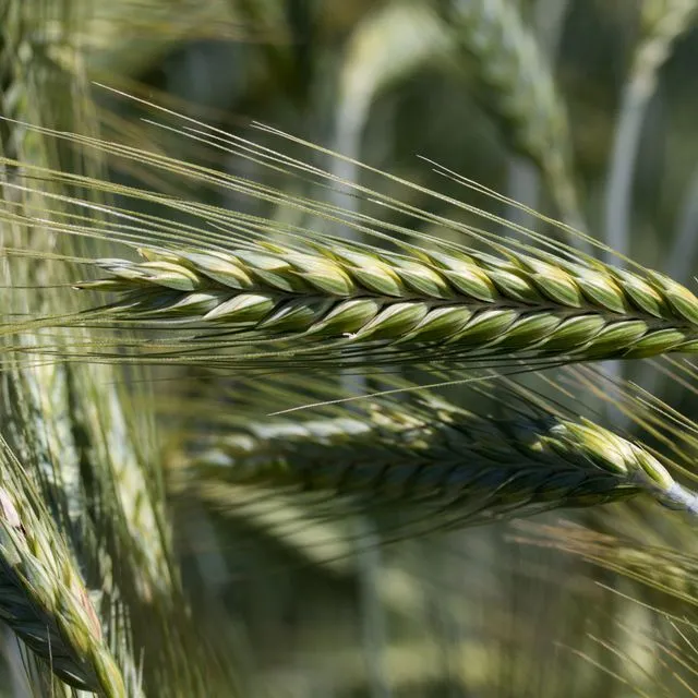 thumbnail for publication: Normal Agricultural Practices in Florida for Dove Hunting